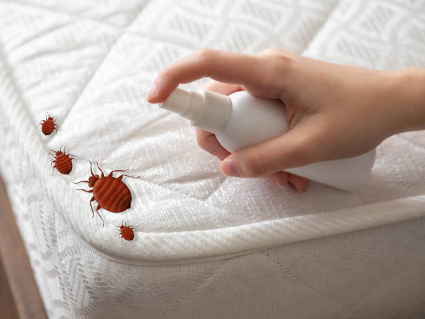Best Ant Control Services  in Winter Beach, FL